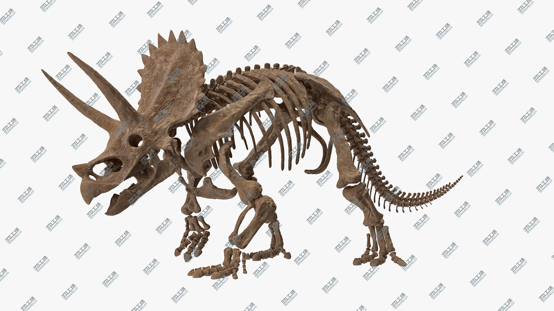 images/goods_img/2021040165/Triceratops Fossil Walking Pose 3D model/3.jpg